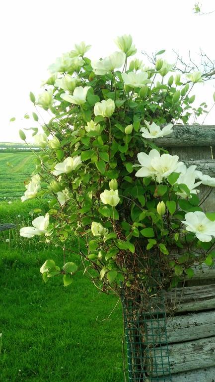 Lovely Green Gable Home Miscouche Eksteriør bilde